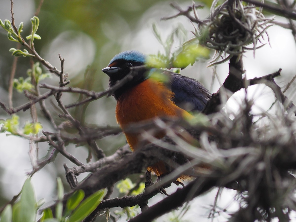 Elegant Euphonia - ML637441655