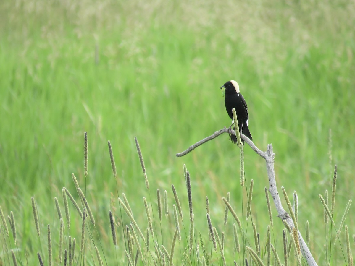 Bobolink - ML637441660