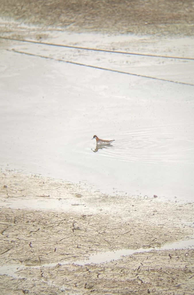 lyskonoh úzkozobý - ML637441668