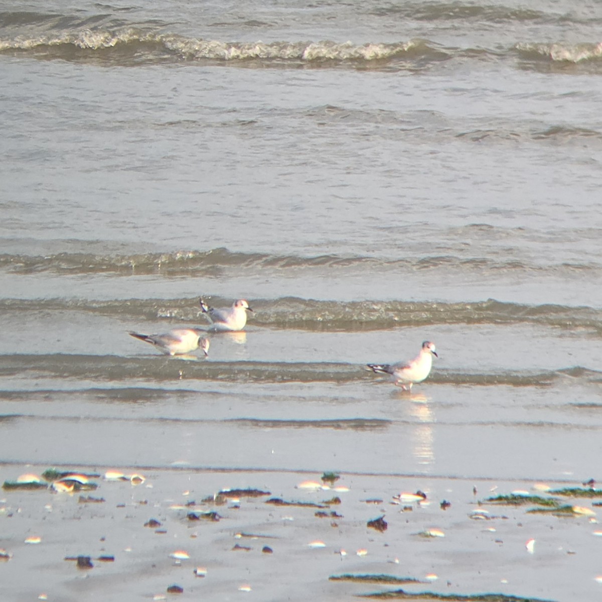 Bonaparte's Gull - ML637441669