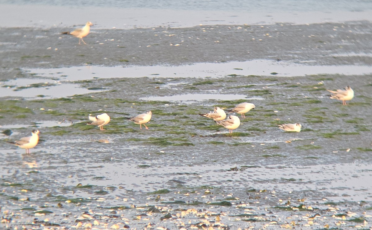 Bonaparte's Gull - ML637441670