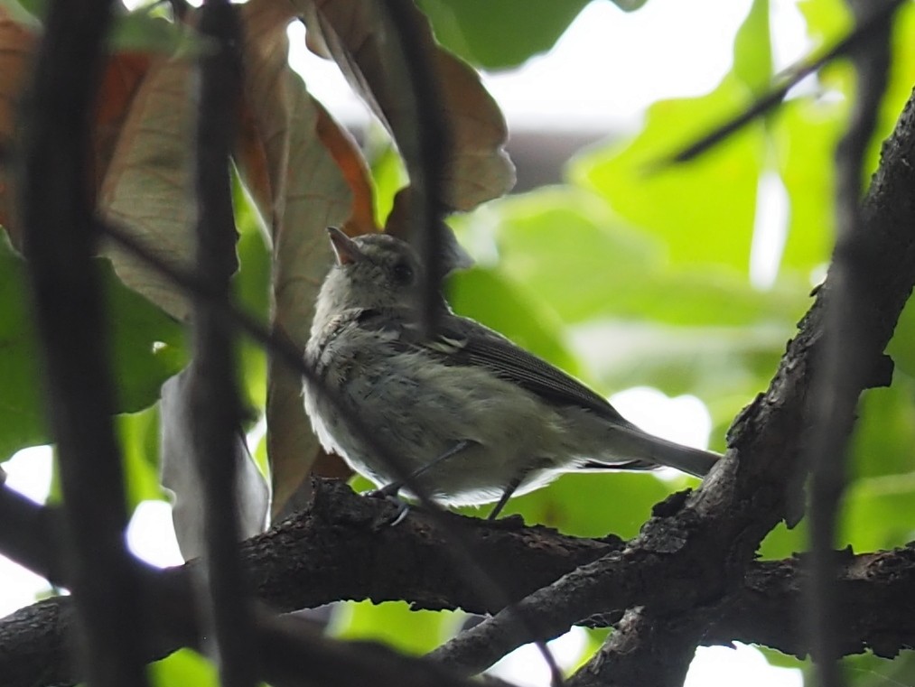 Hutton's Vireo - ML637441671