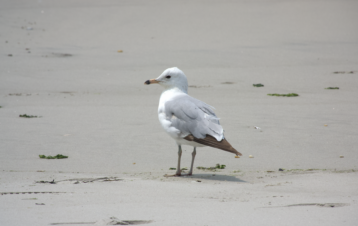 Ring-billed Gull - ML637441704