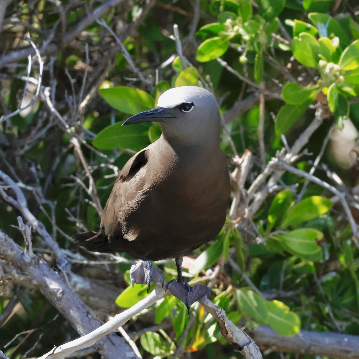 Brown Noddy - ML637441774