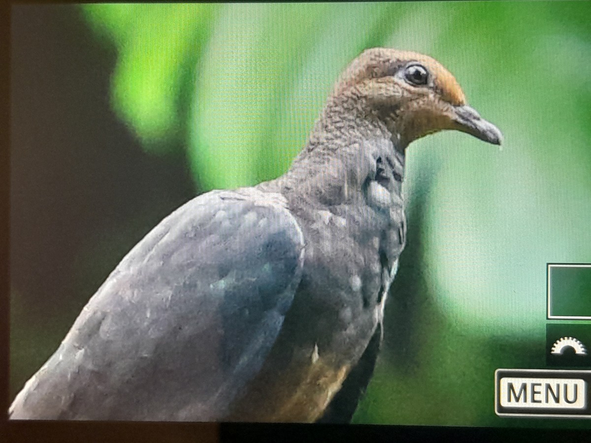 Philippine Cuckoo-Dove - ML637441788