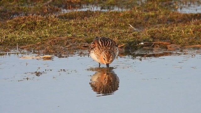 Red-necked Stint - ML637441789