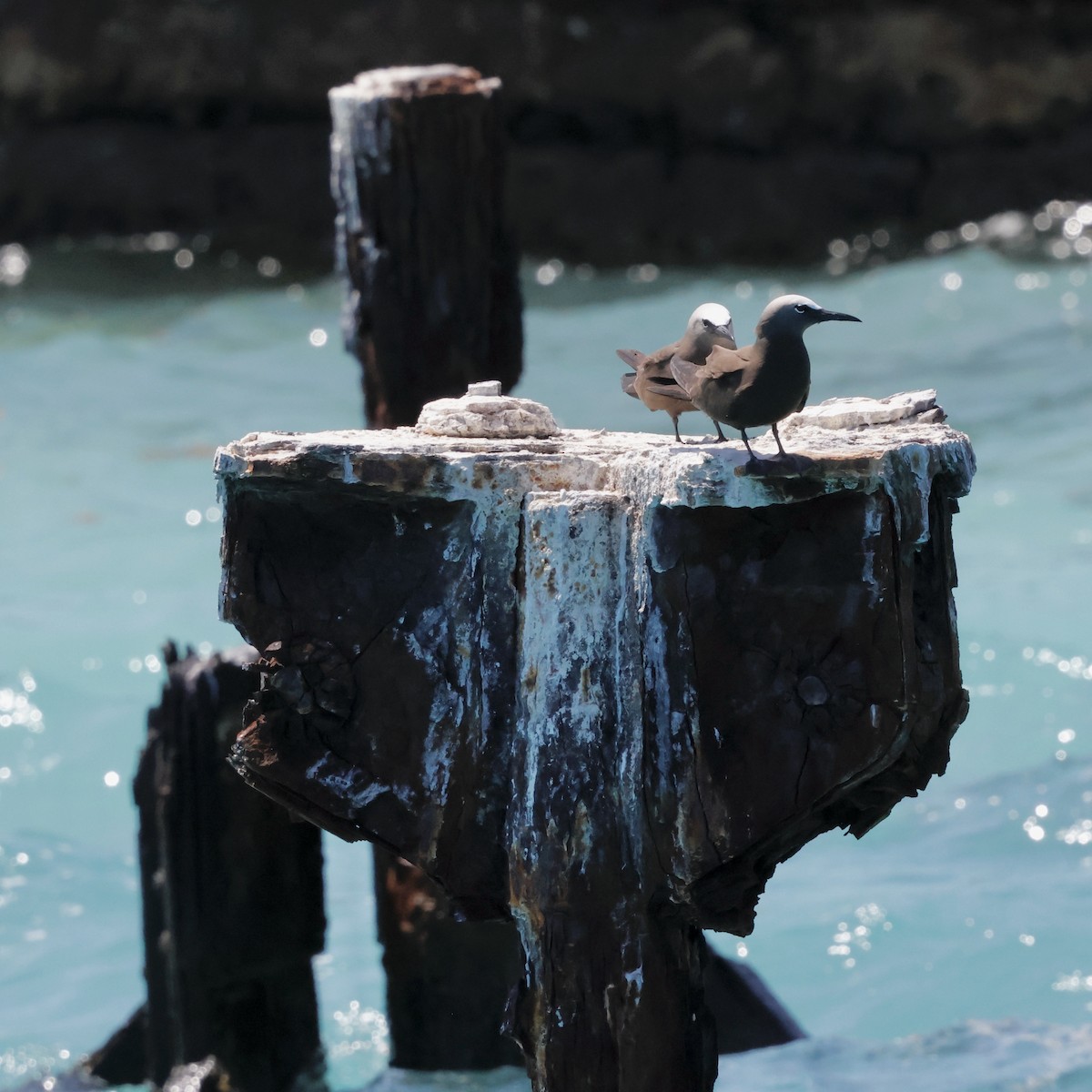 Brown Noddy - ML637441804