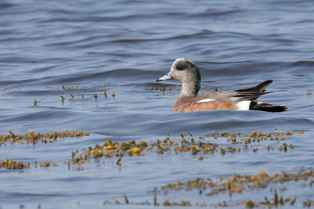 American Wigeon - ML637441824