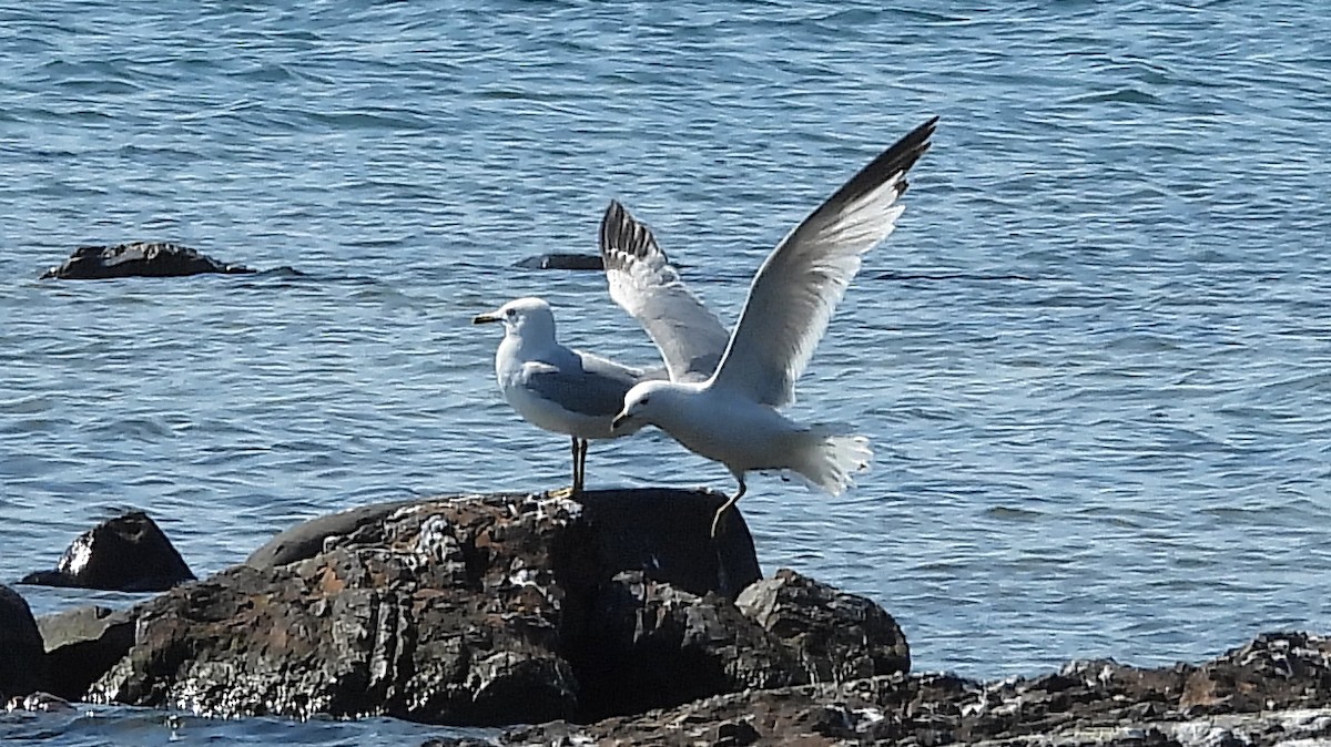 Ring-billed Gull - ML637441825
