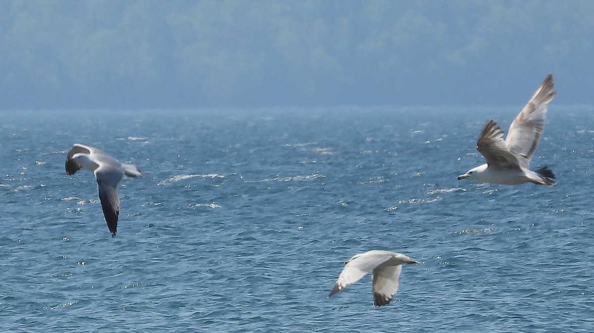 Ring-billed Gull - ML637441826