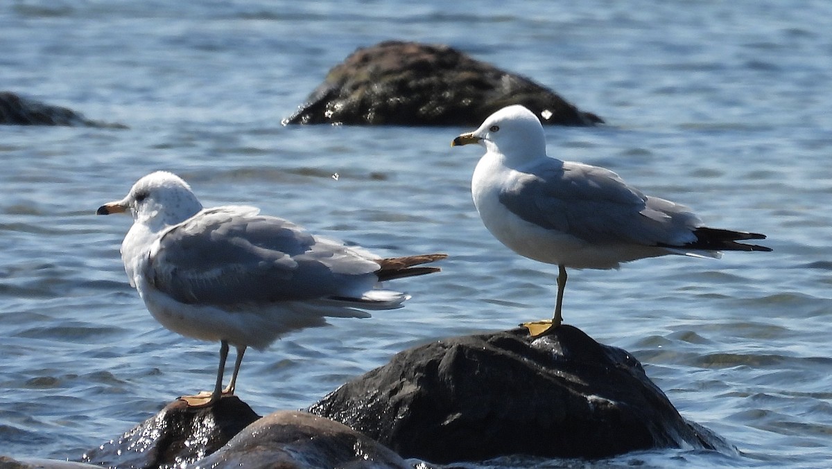 Ring-billed Gull - ML637441827