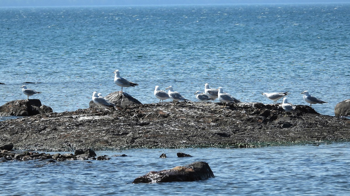 Ring-billed Gull - ML637441828