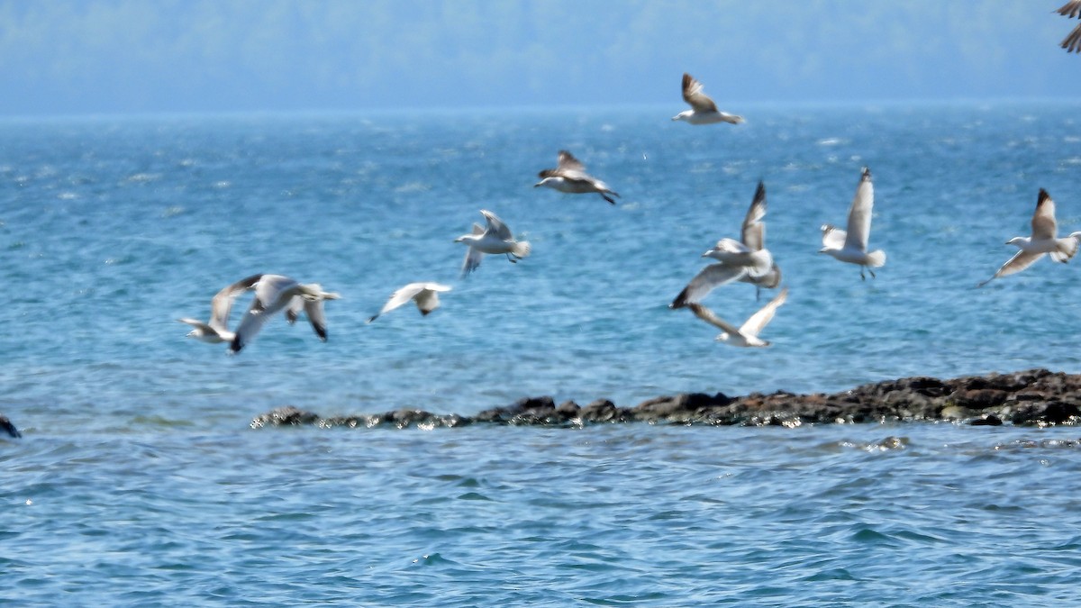Ring-billed Gull - ML637441829