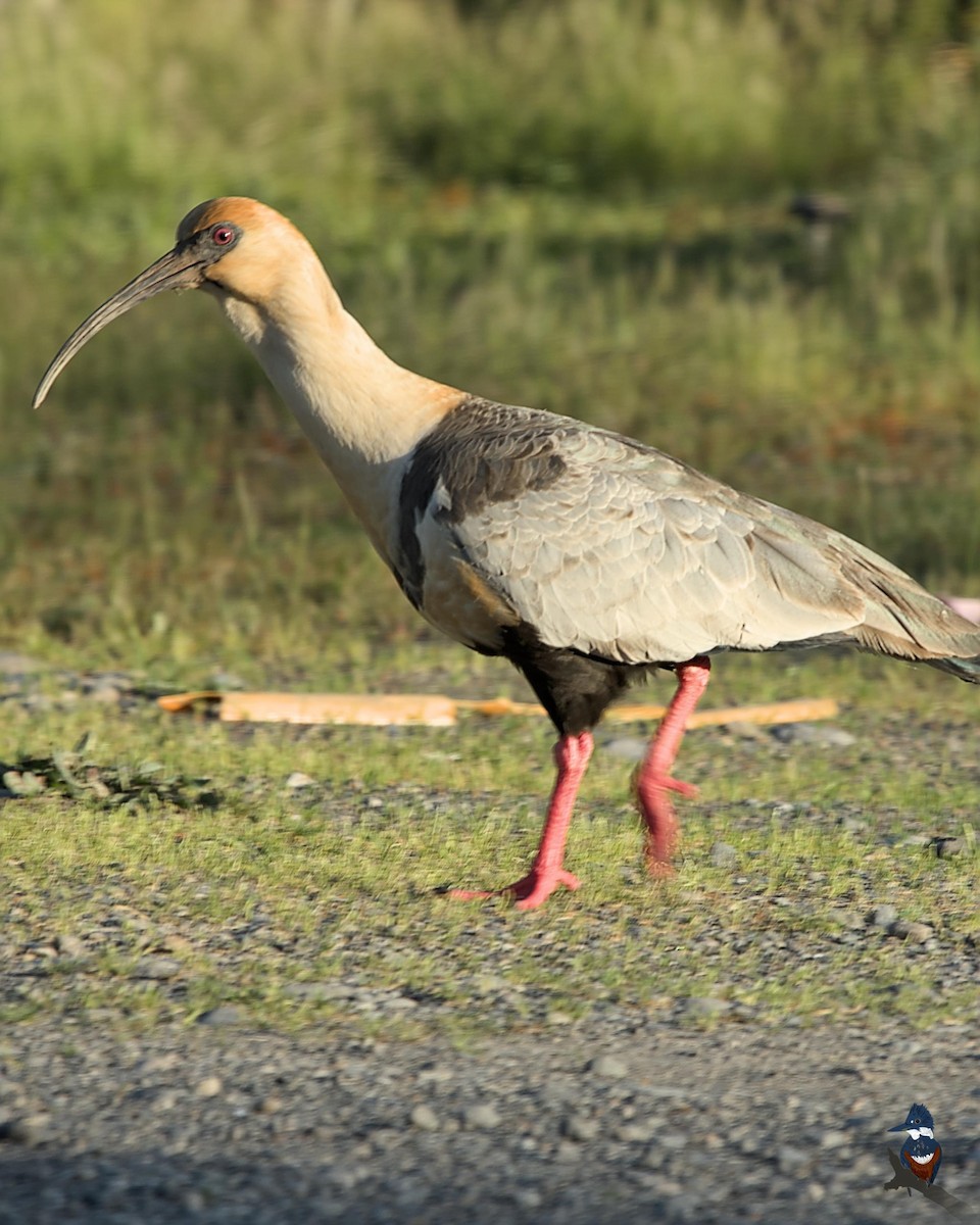 ibis laločnatý - ML637441875