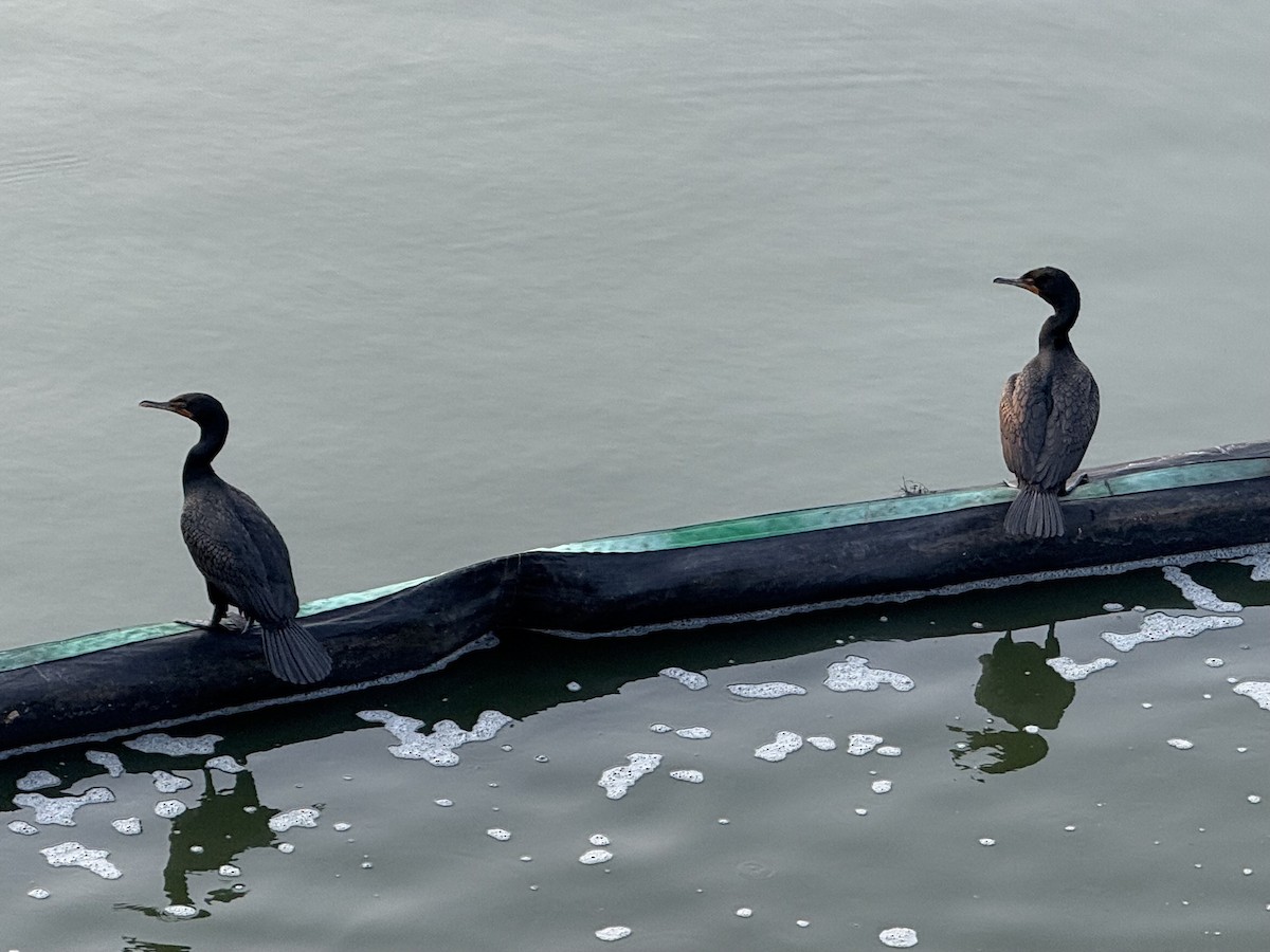 Double-crested Cormorant - ML637441903