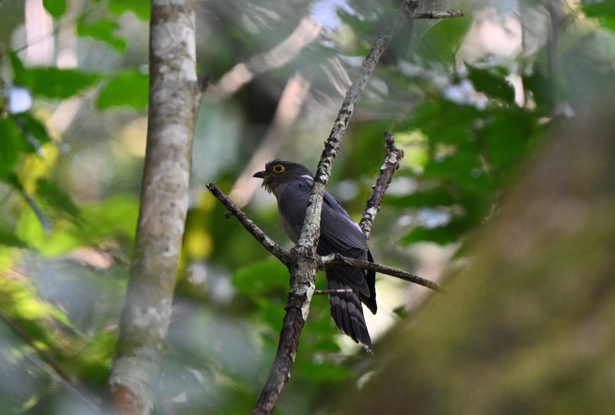 Hodgson's Hawk-Cuckoo - ML637441946