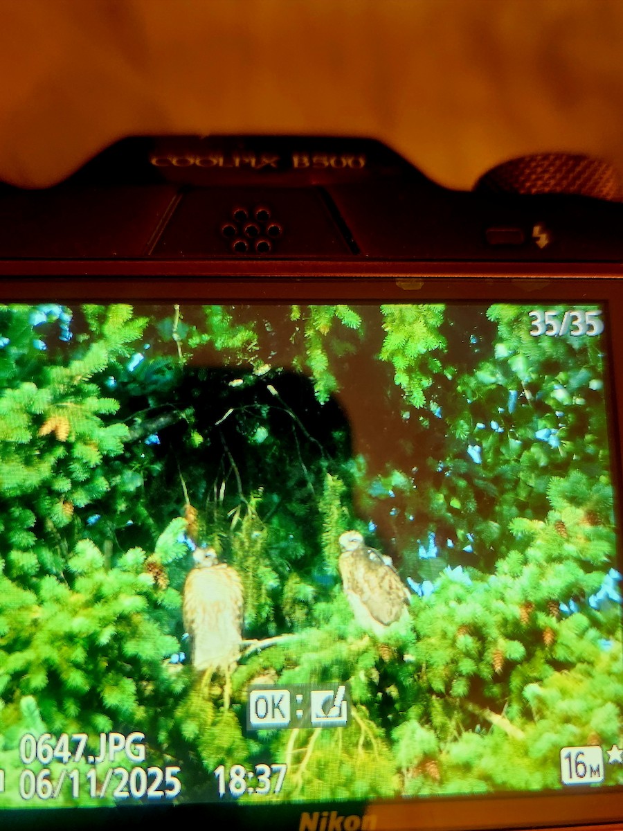 Red-tailed Hawk - ML637441947