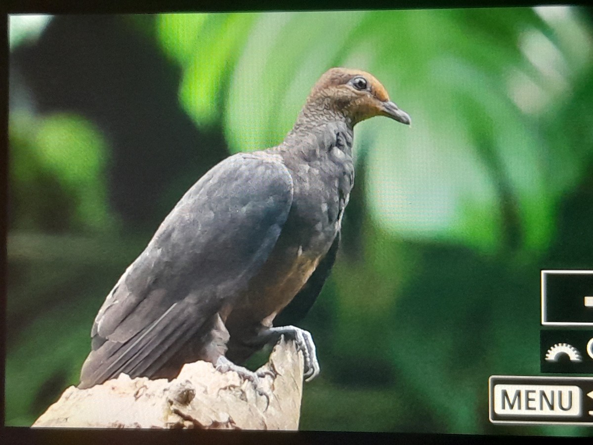 Philippine Cuckoo-Dove - ML637442001