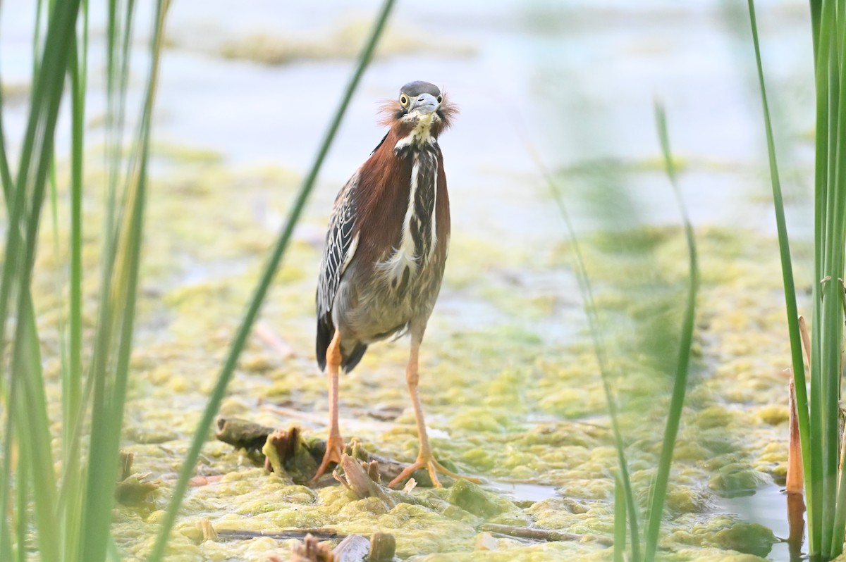 Green Heron - ML637442039