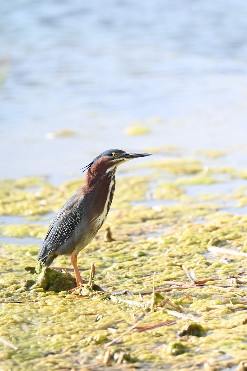 Green Heron - ML637442077