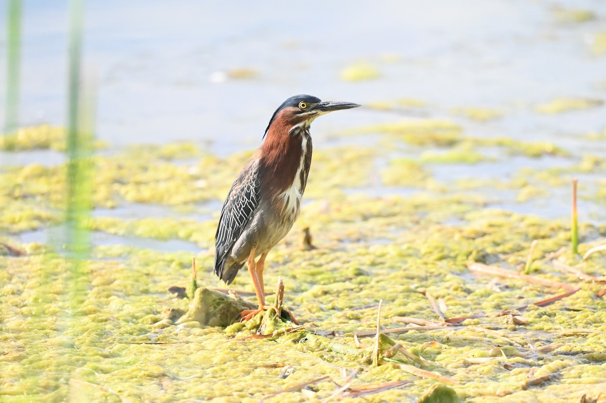 Green Heron - ML637442078