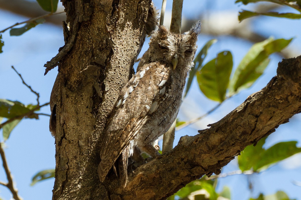 Pacific Screech-Owl - ML637442083