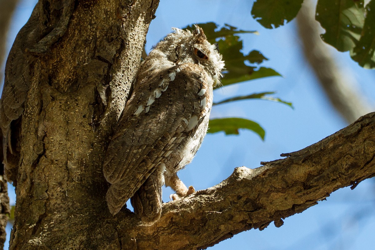 Pacific Screech-Owl - ML637442084