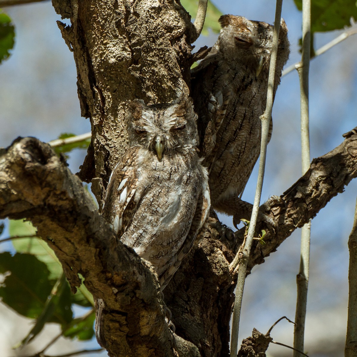 Pacific Screech-Owl - ML637442085