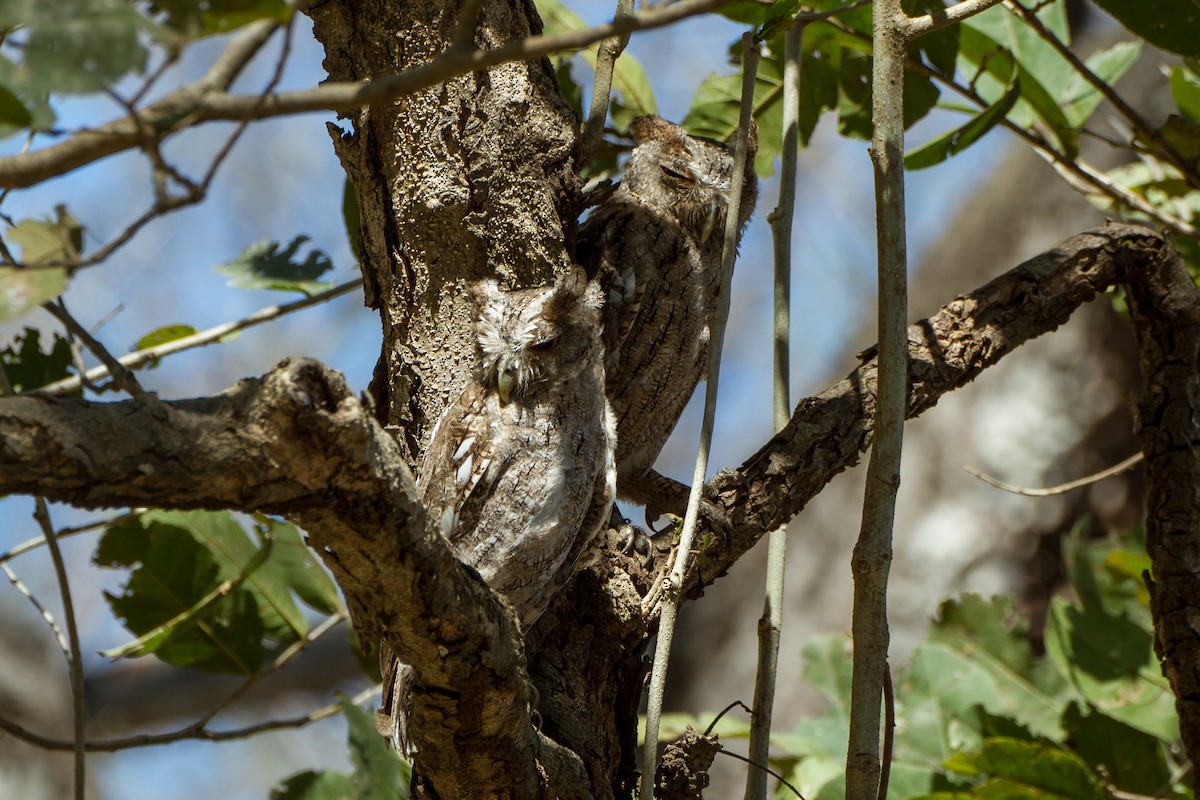 Pacific Screech-Owl - ML637442086