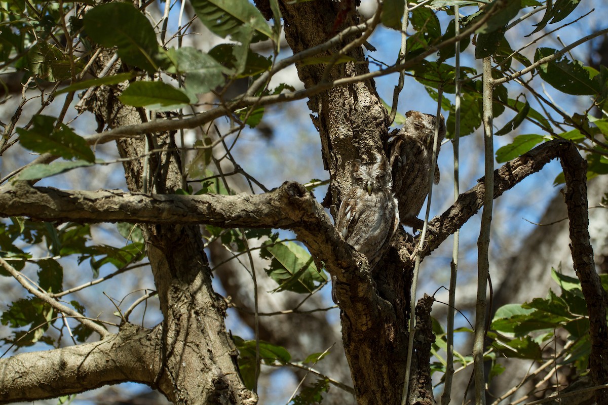 Pacific Screech-Owl - ML637442087