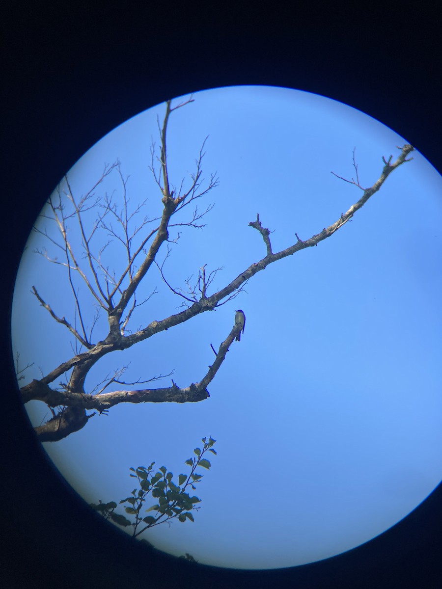Boreal Sinekkapan - ML637442132