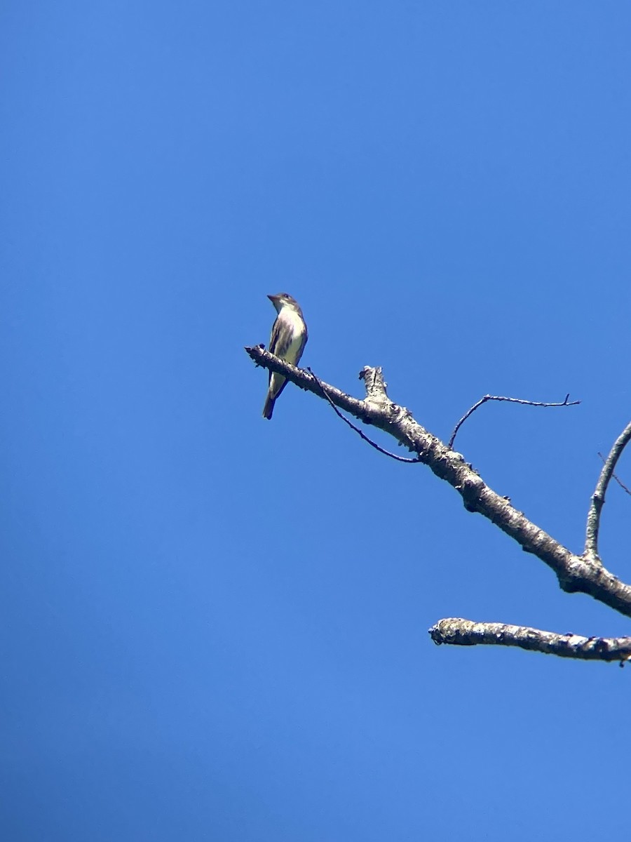 Boreal Sinekkapan - ML637442133