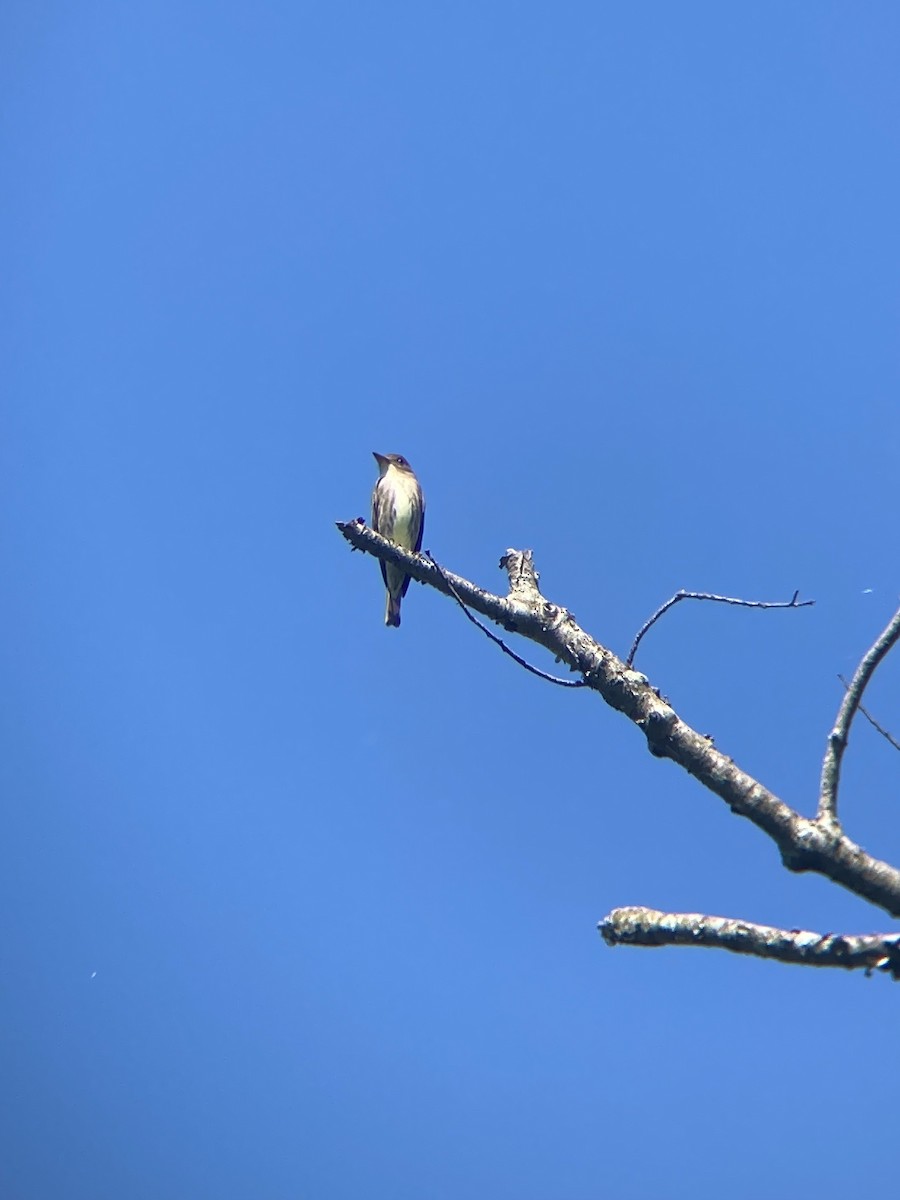 Boreal Sinekkapan - ML637442148