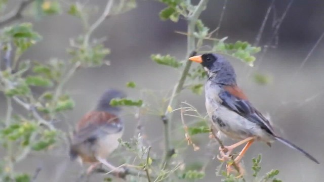Buff-bridled Inca-Finch - ML637442240