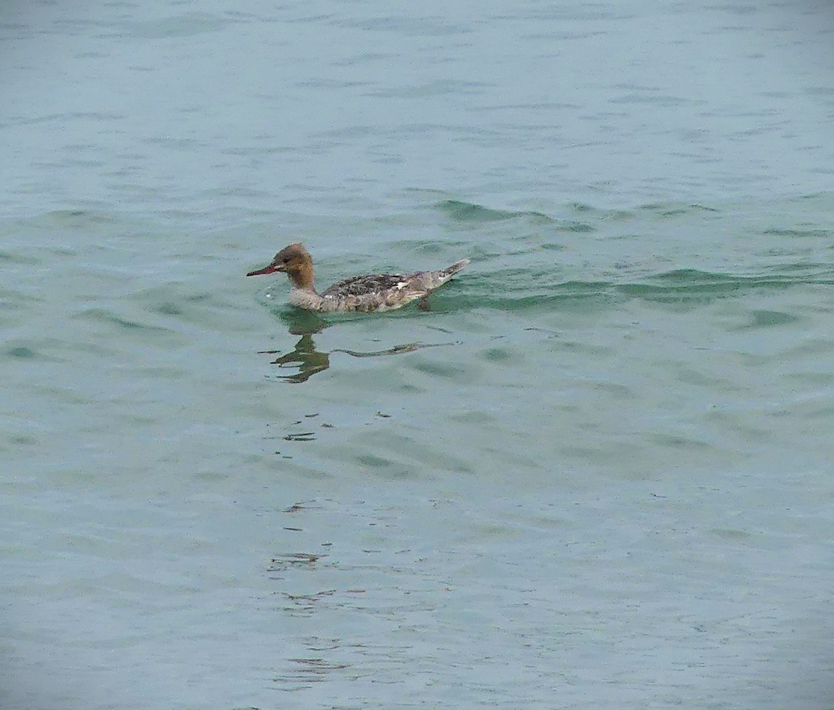 ウミアイサ - ML637442268