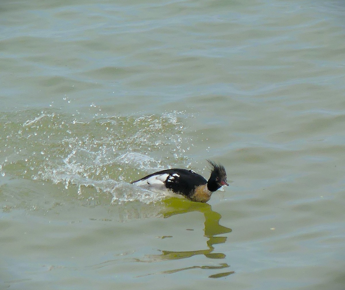 ウミアイサ - ML637442269