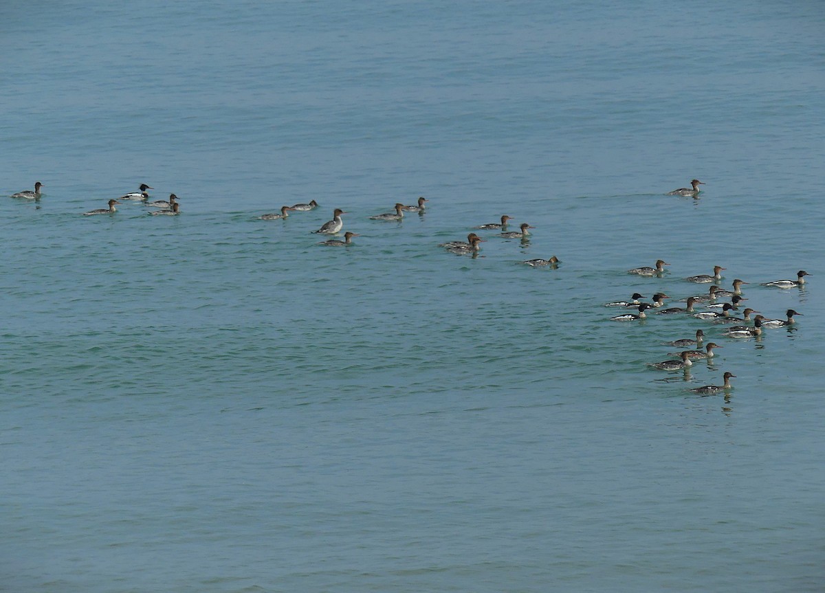 ウミアイサ - ML637442271