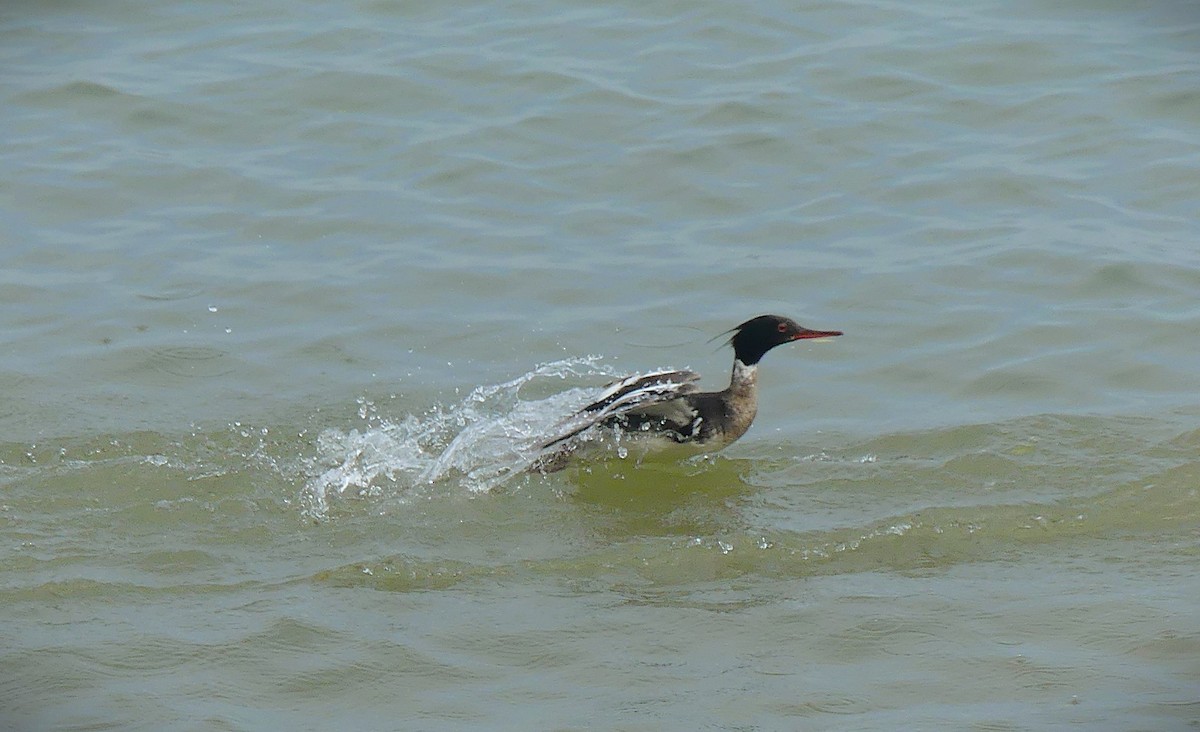 ウミアイサ - ML637442273