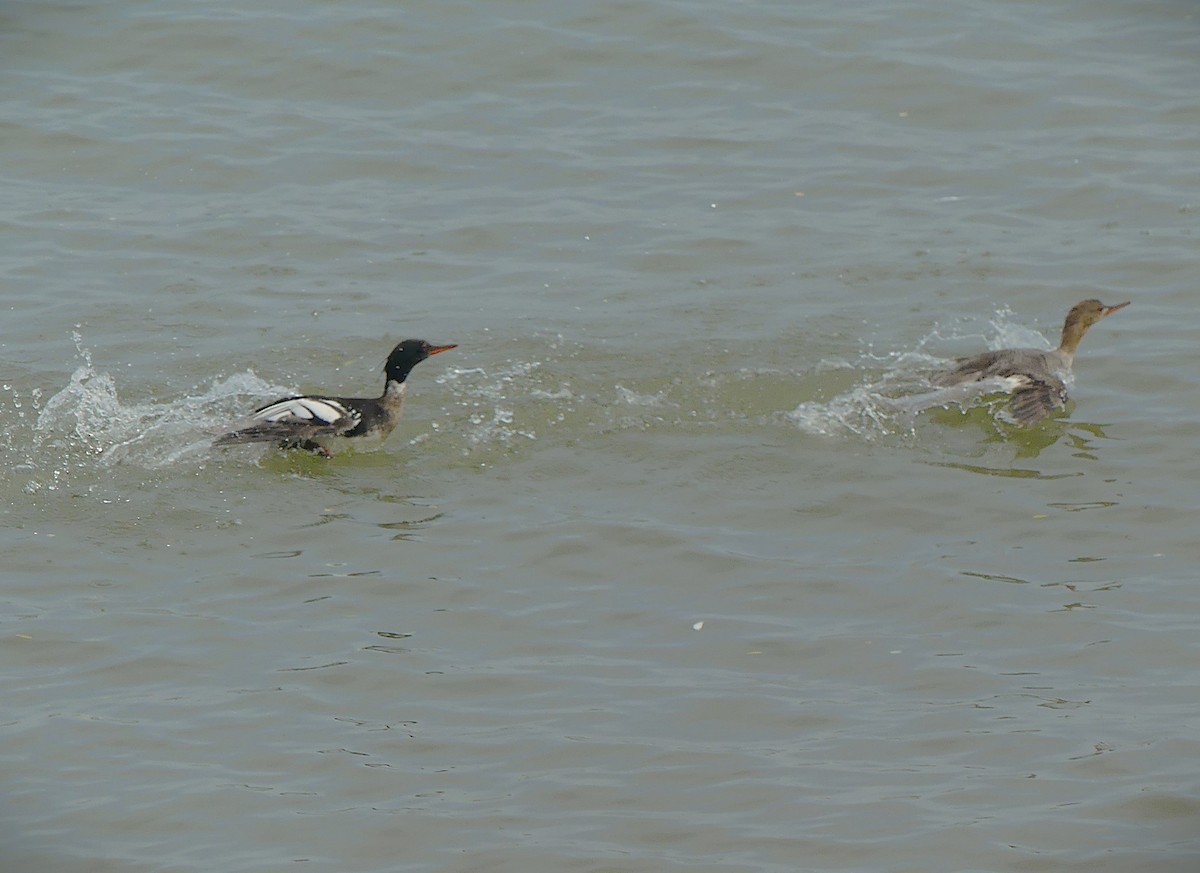 ウミアイサ - ML637442274