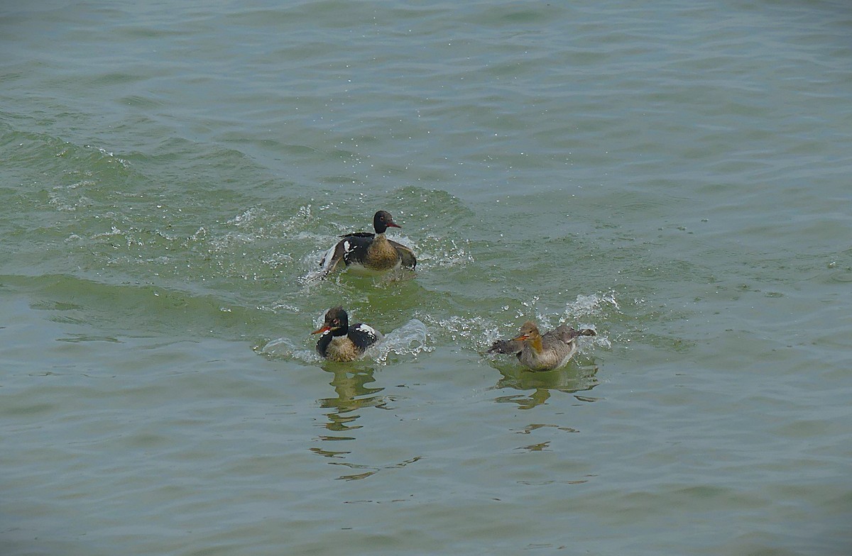 ウミアイサ - ML637442275