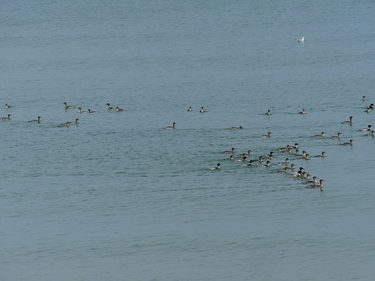 ウミアイサ - ML637442282