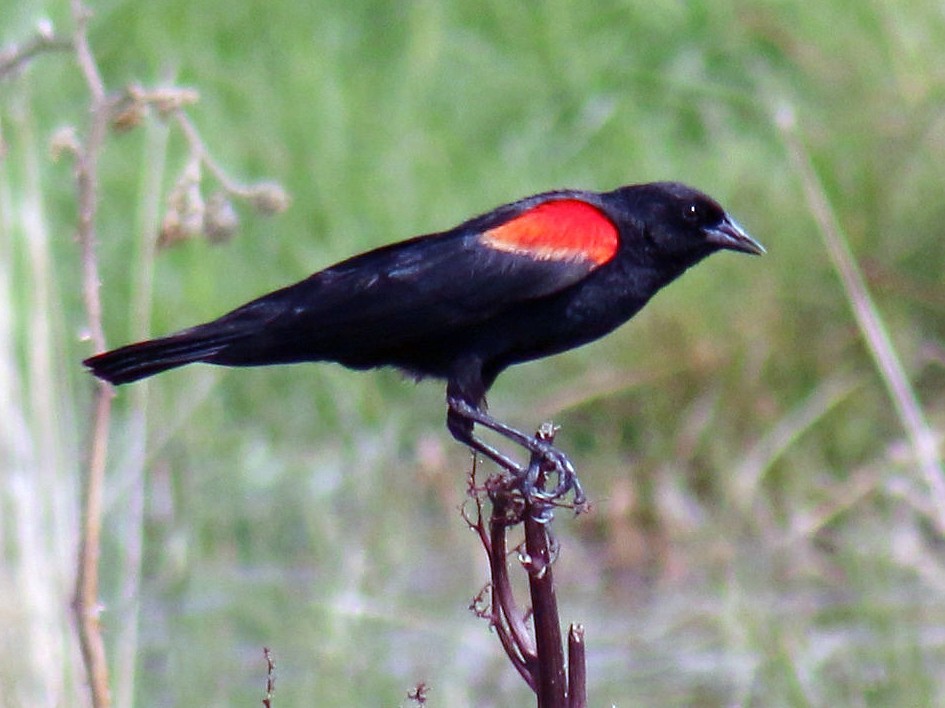 Breeding male (Mexican Bicolored)