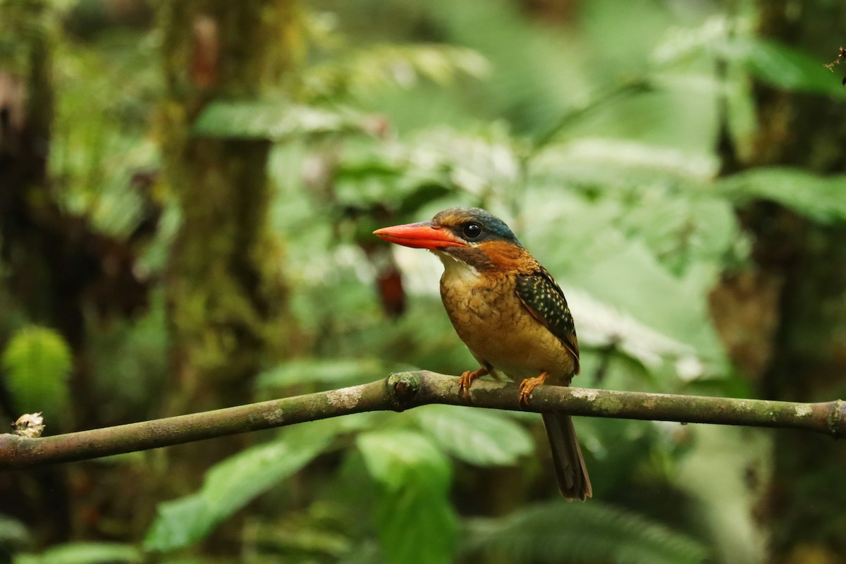 Blue-capped Kingfisher - ML637442320