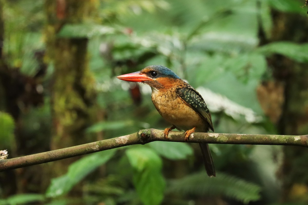 Blue-capped Kingfisher - ML637442322