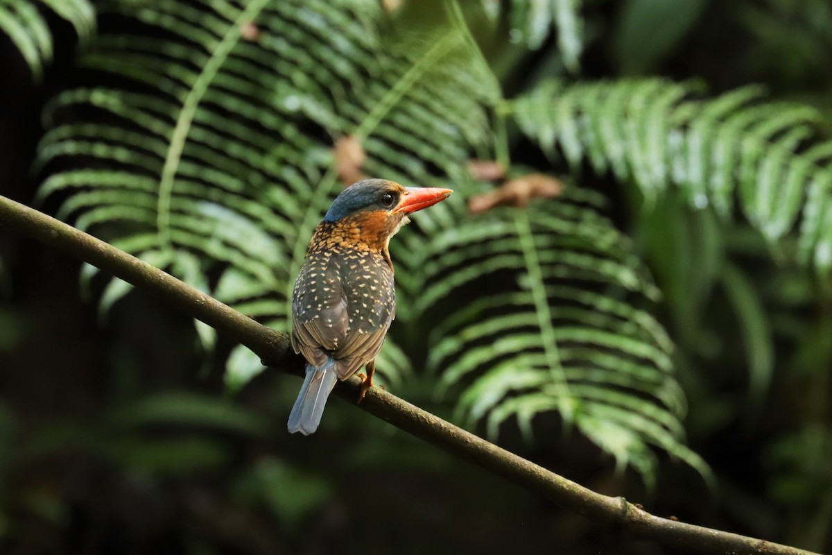 Blue-capped Kingfisher - ML637442323