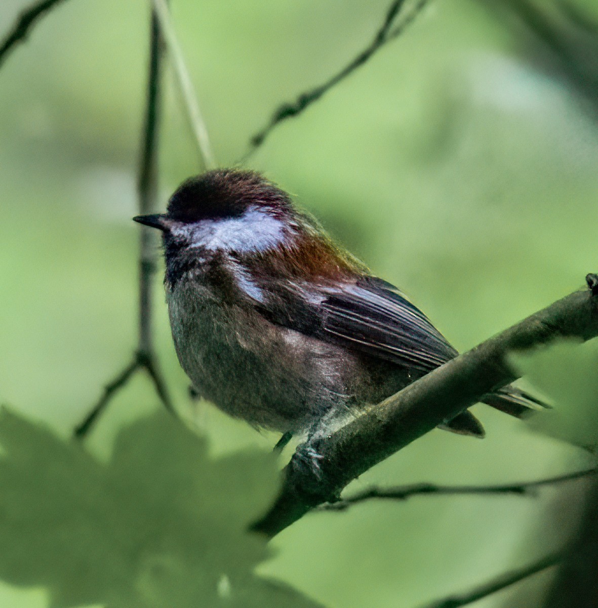 Chestnut-backed Chickadee - ML637442379