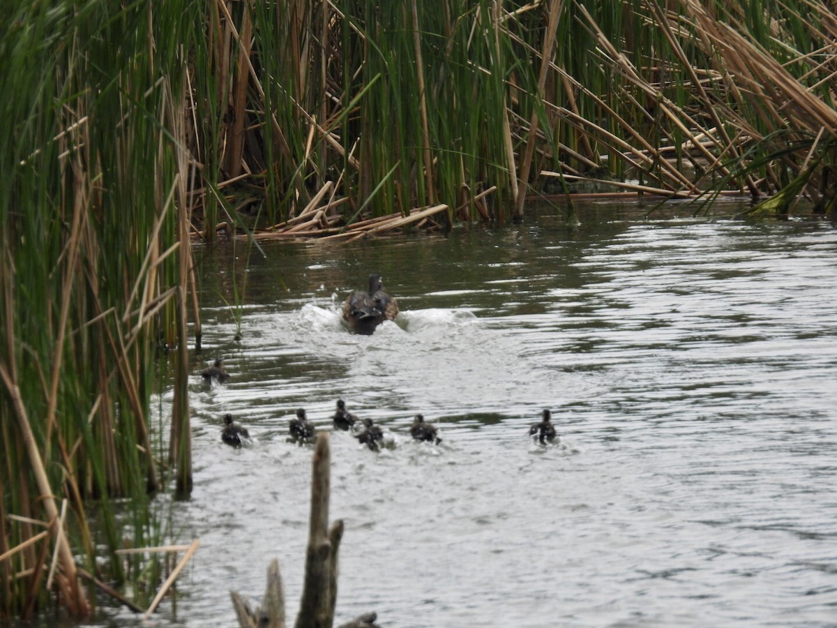 Wood Duck - ML637442405