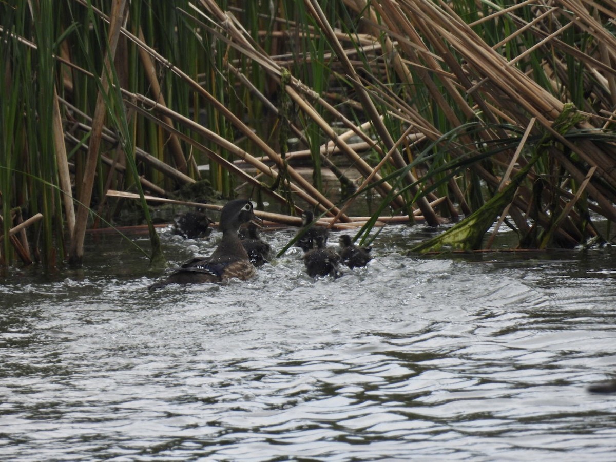 Wood Duck - ML637442414