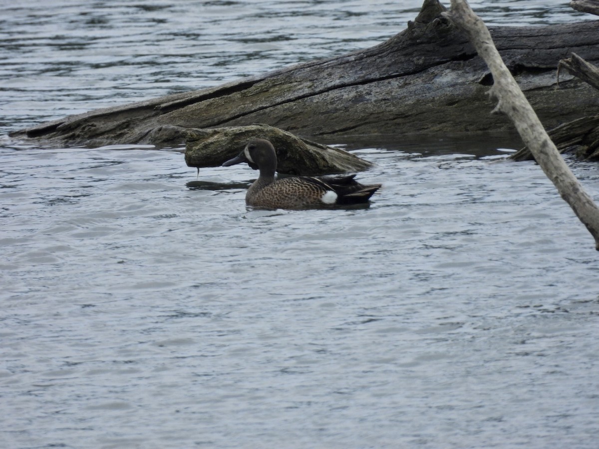 Blue-winged Teal - ML637442424