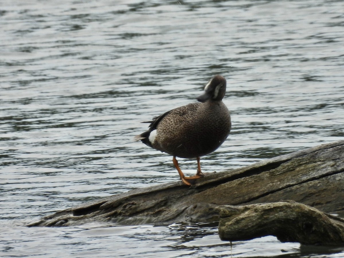 Blue-winged Teal - ML637442435